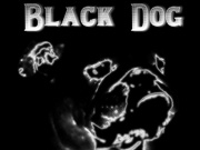 Black Dog  